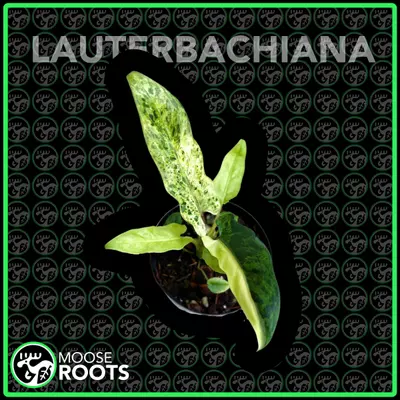 plant/ALOCASIA LAUTERBACHIANA MINT TC SELLERS CHOICE-0-thumbnail