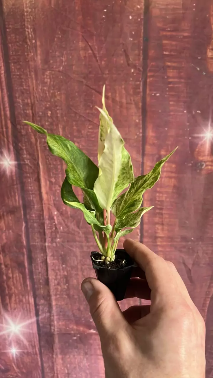 plant/Anthurium Hookerii Aurea Variegated-1