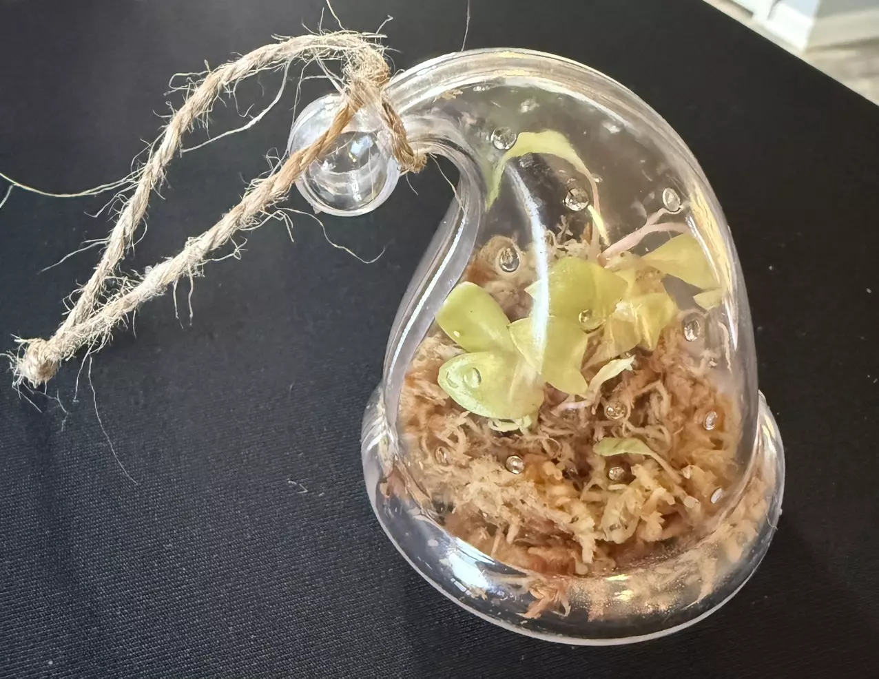 plant/Santa Hat Prop Ornament-2