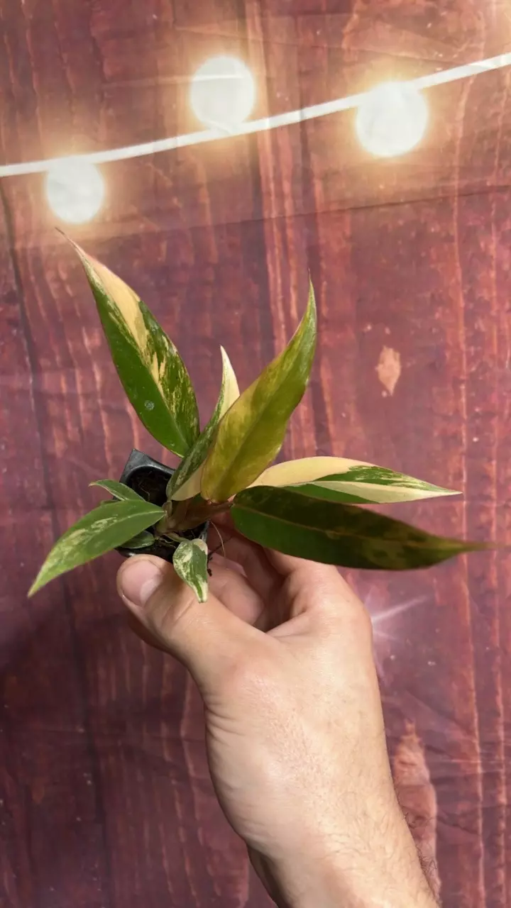 plant/Philodendron Caramel Marble-0