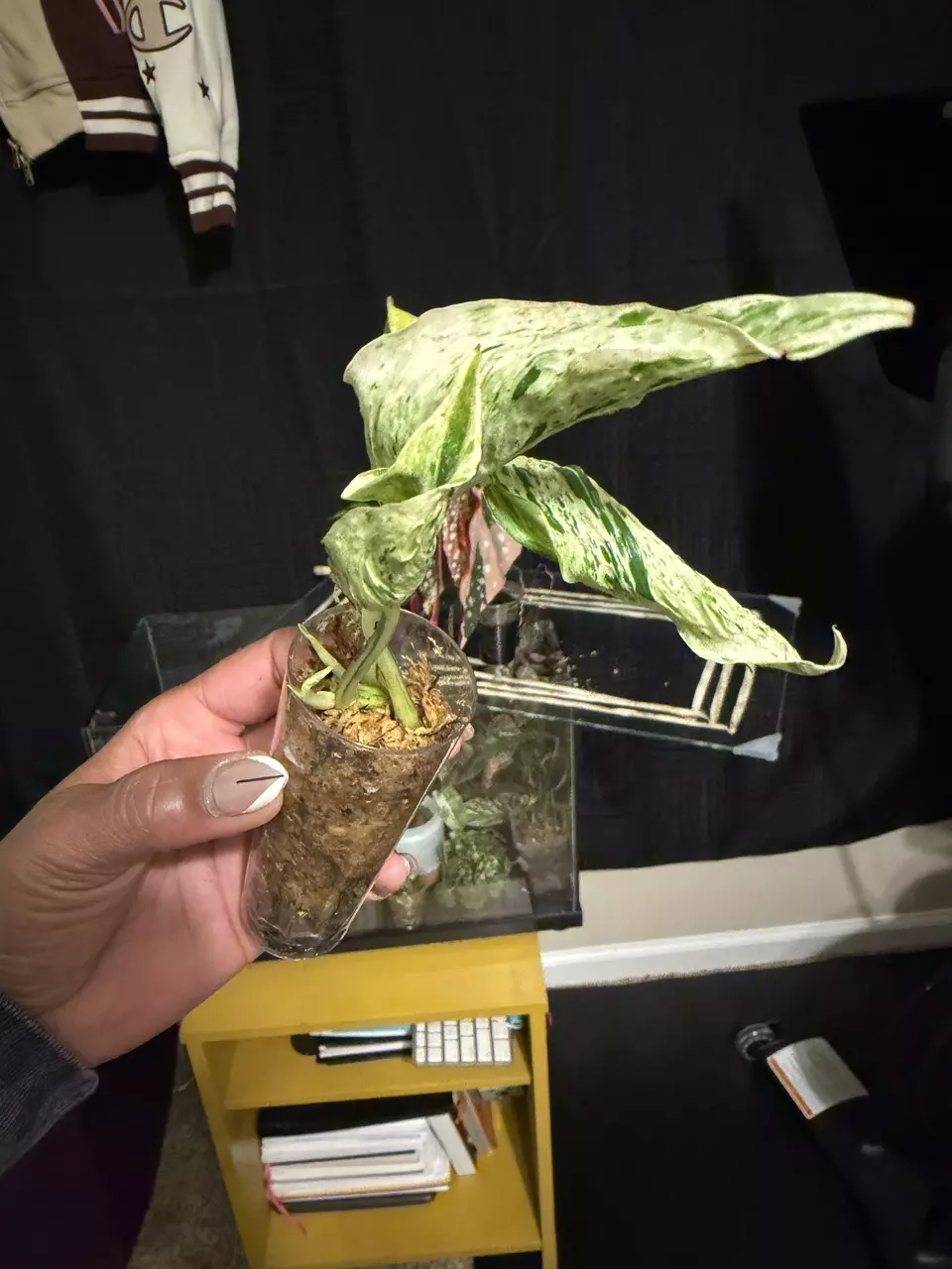 plant/Teruno Love Song-1