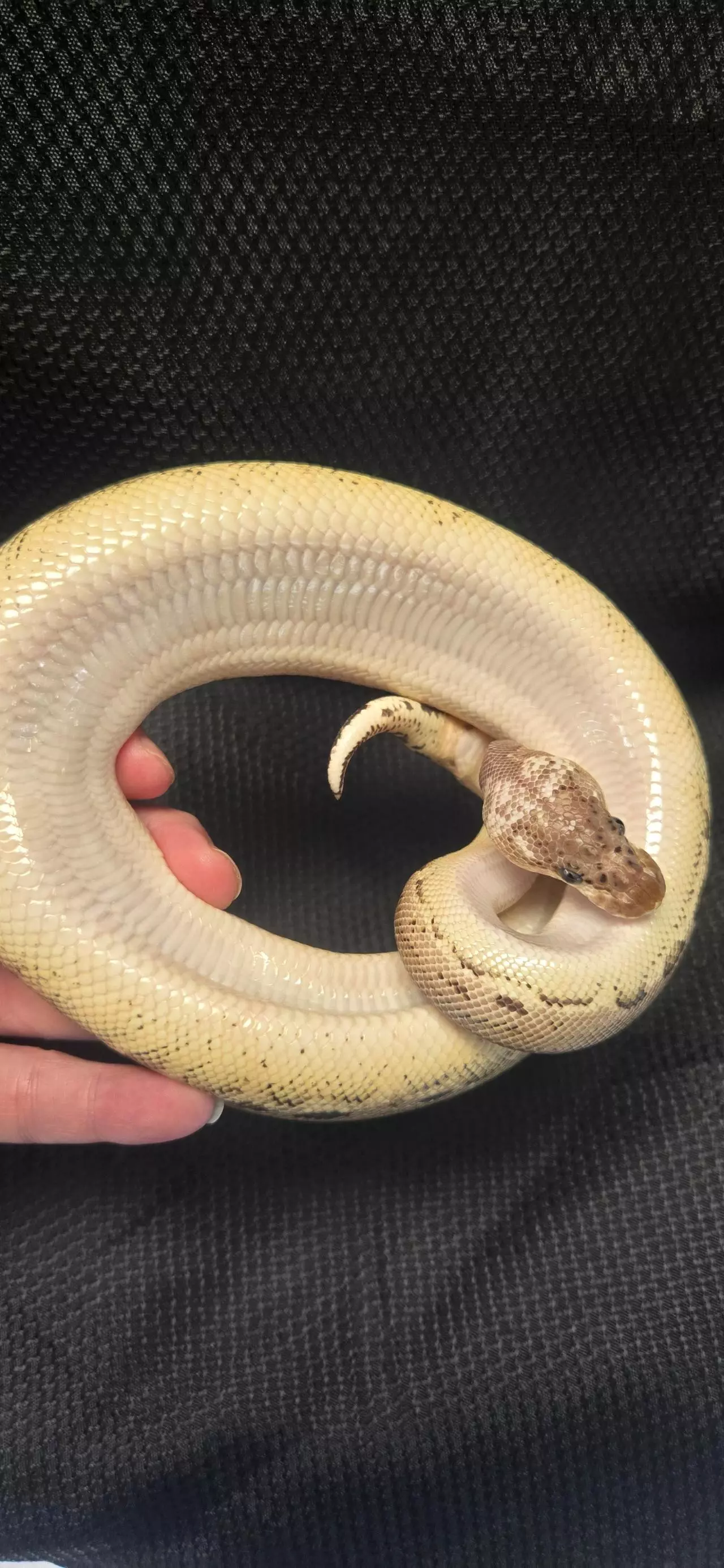 plant/2024 Pewter Clown Ball Python Male-1