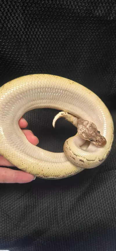 plant/2024 Pewter Clown Ball Python Male-1-thumbnail