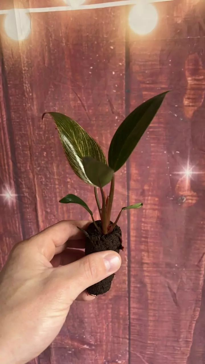 plant/Philodendron Pink Birkin-1