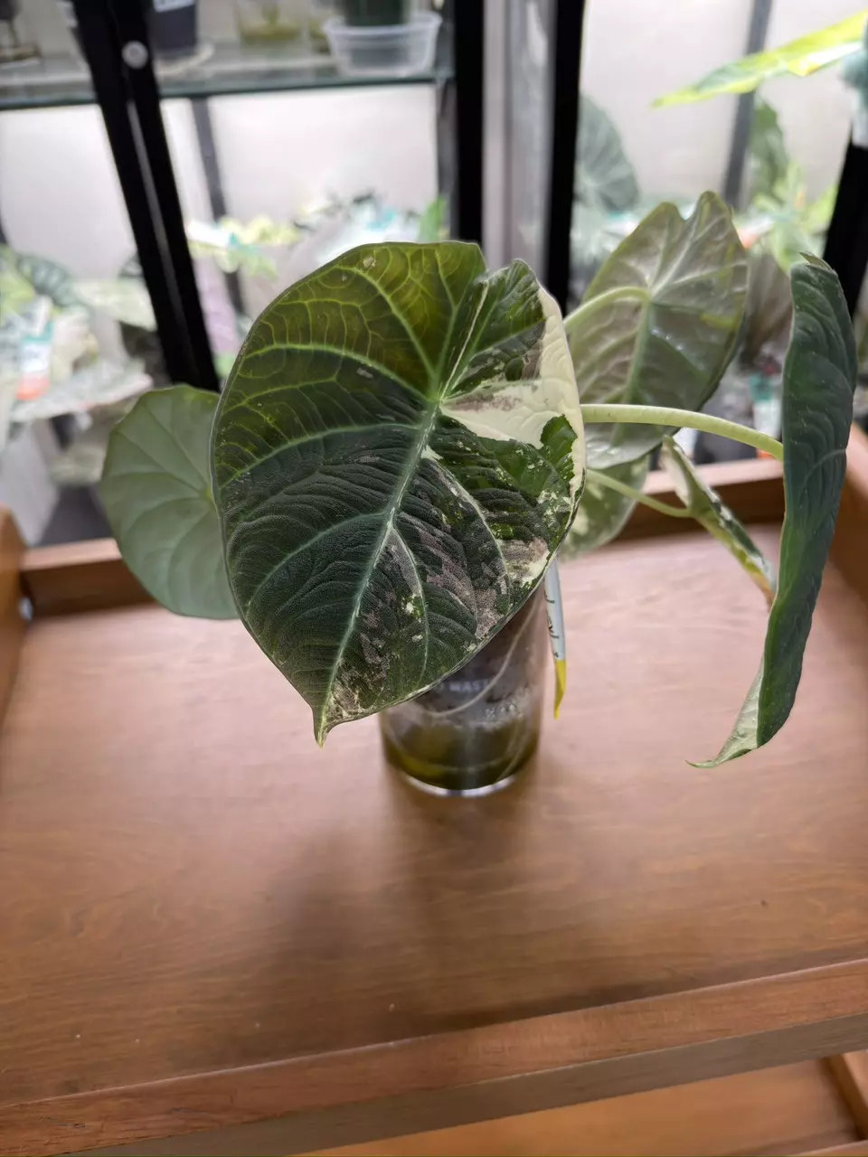 plant/Alocasia-1