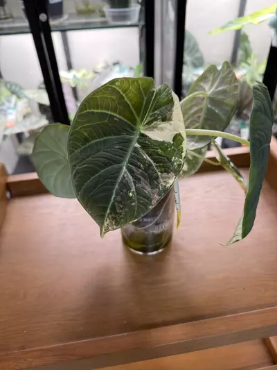 plant/Alocasia-1-thumbnail