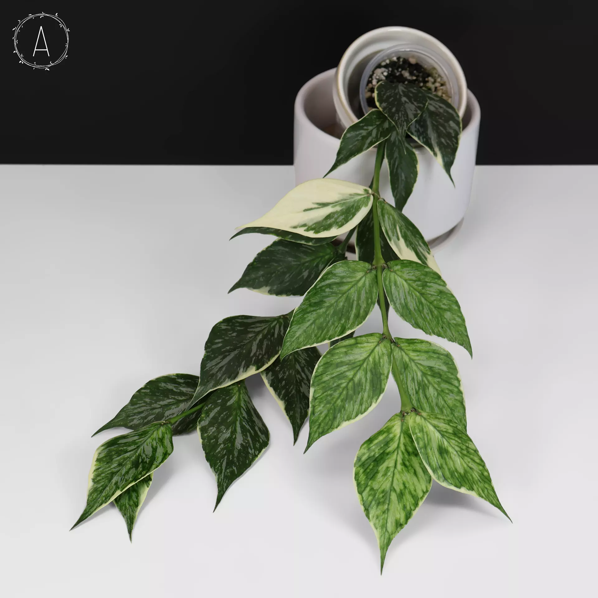 plant/Hoya Polyneura Jasminka (Albomarginata Splash)-0