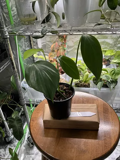 plant/0510 Rhaphidophora Decursiva-1-thumbnail