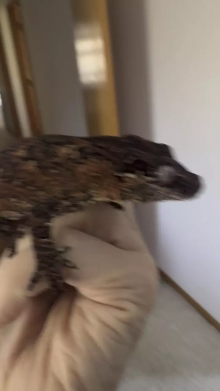 plant/Beautiful red reticulated male gargoyle 47g-3