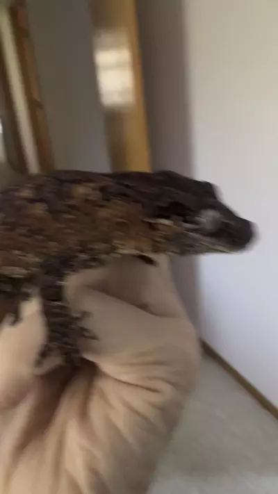 plant/Beautiful red reticulated male gargoyle 47g-3-thumbnail