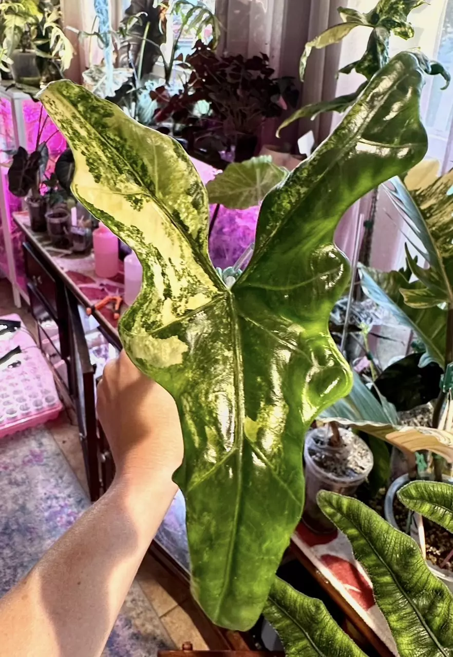 plant/Var Batwing corms-0