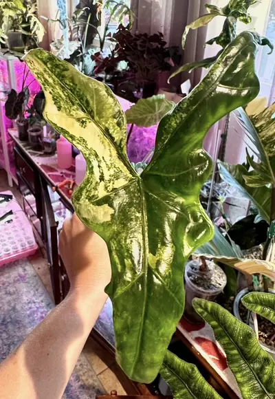 plant/Var Batwing corms-0-thumbnail