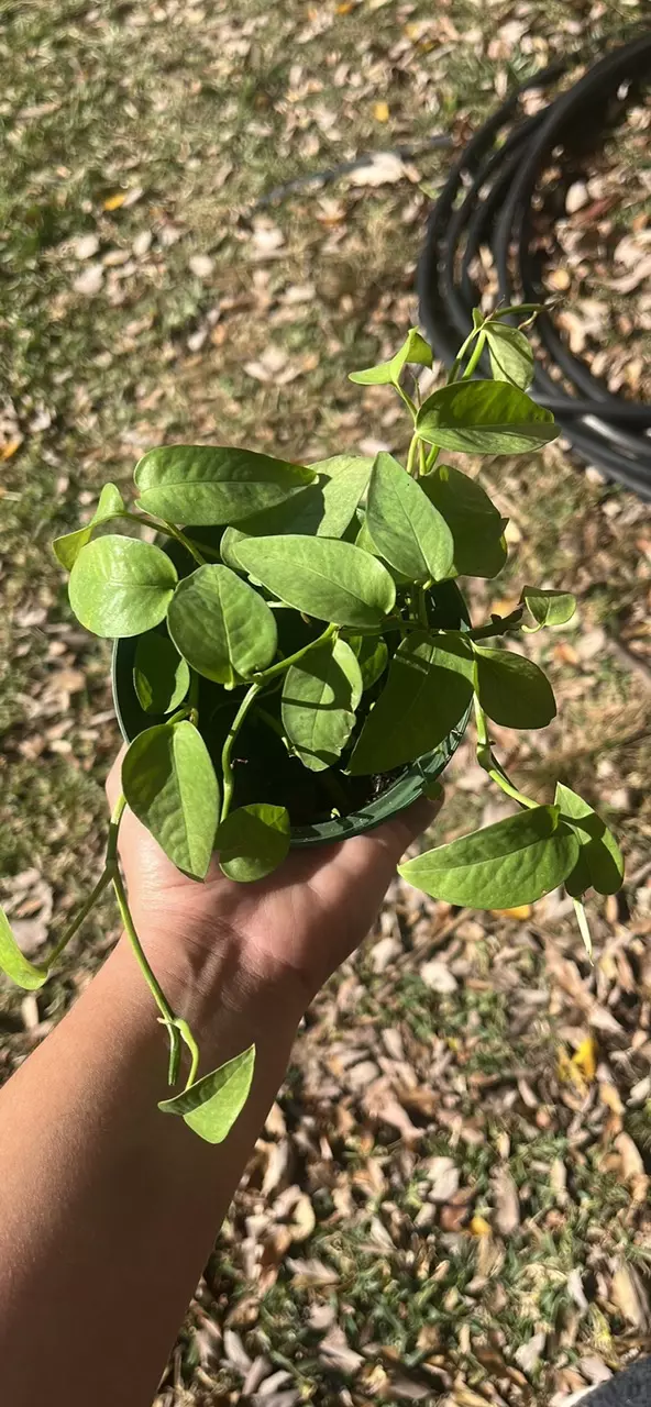 plant/Cebu blue pothos-0