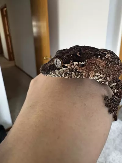 plant/Beautiful red reticulated male gargoyle 47g-2-thumbnail