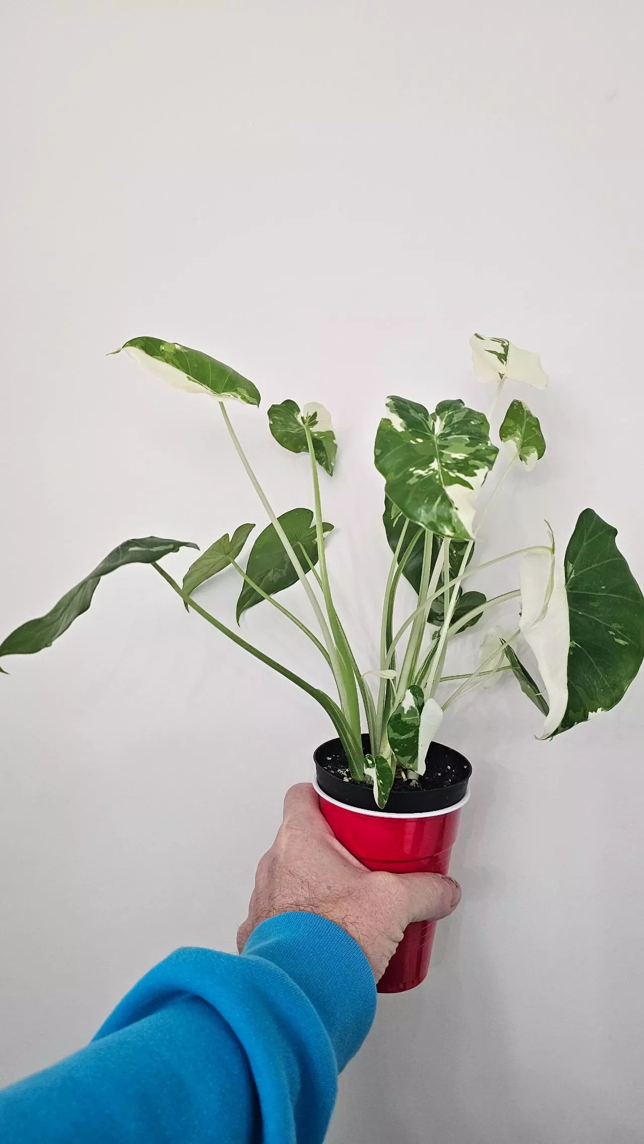 plant/0007 Alocasia Okinawa Silver-1