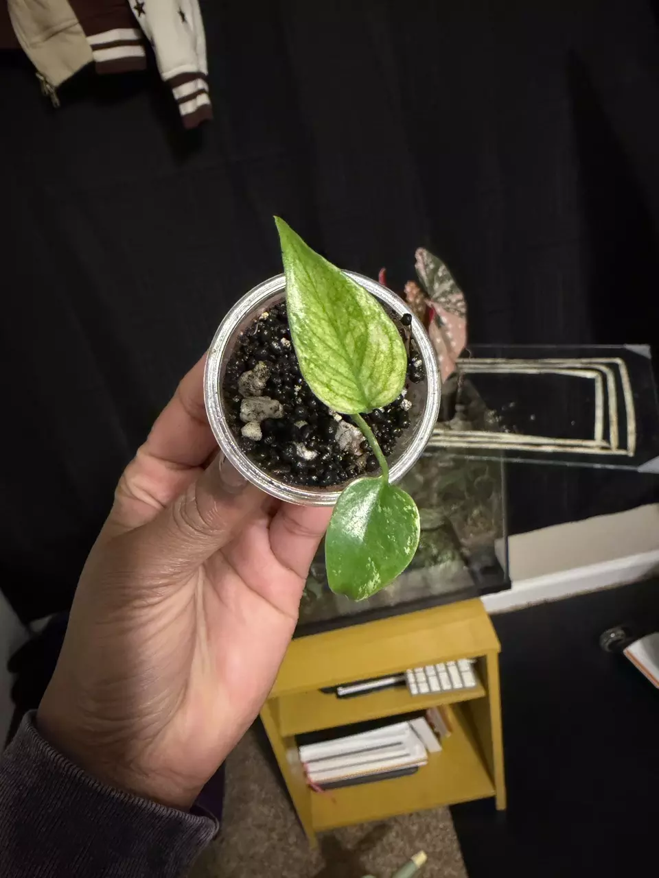 plant/Monstera Mint from TC-0