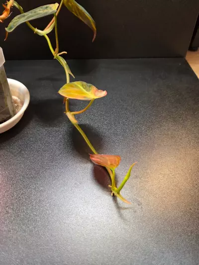 plant/Micans Aurea Variegated-1-thumbnail