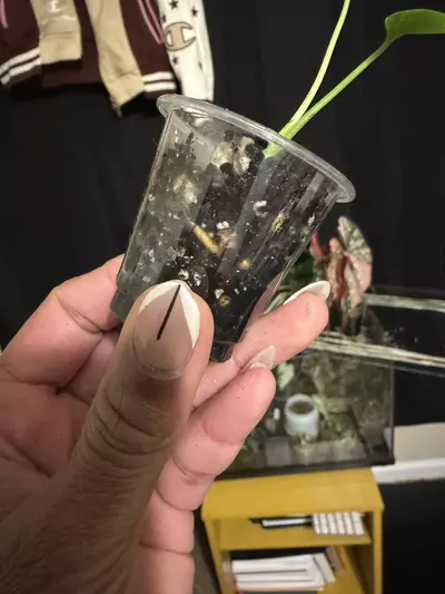plant/Monstera Mint from TC-2-thumbnail