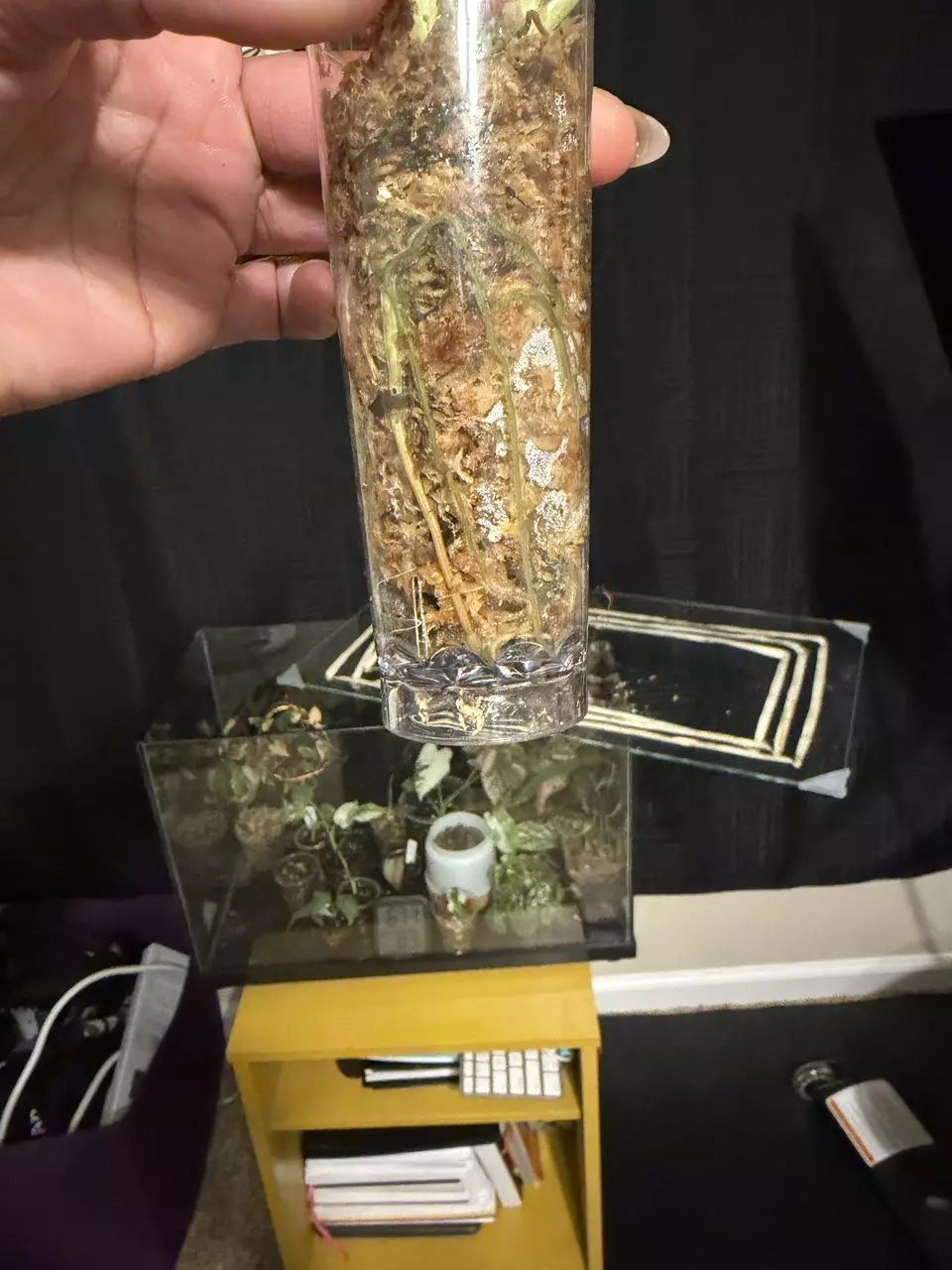 plant/Teruno Love Song-2