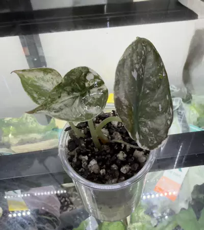 plant/Alocasia-1-thumbnail