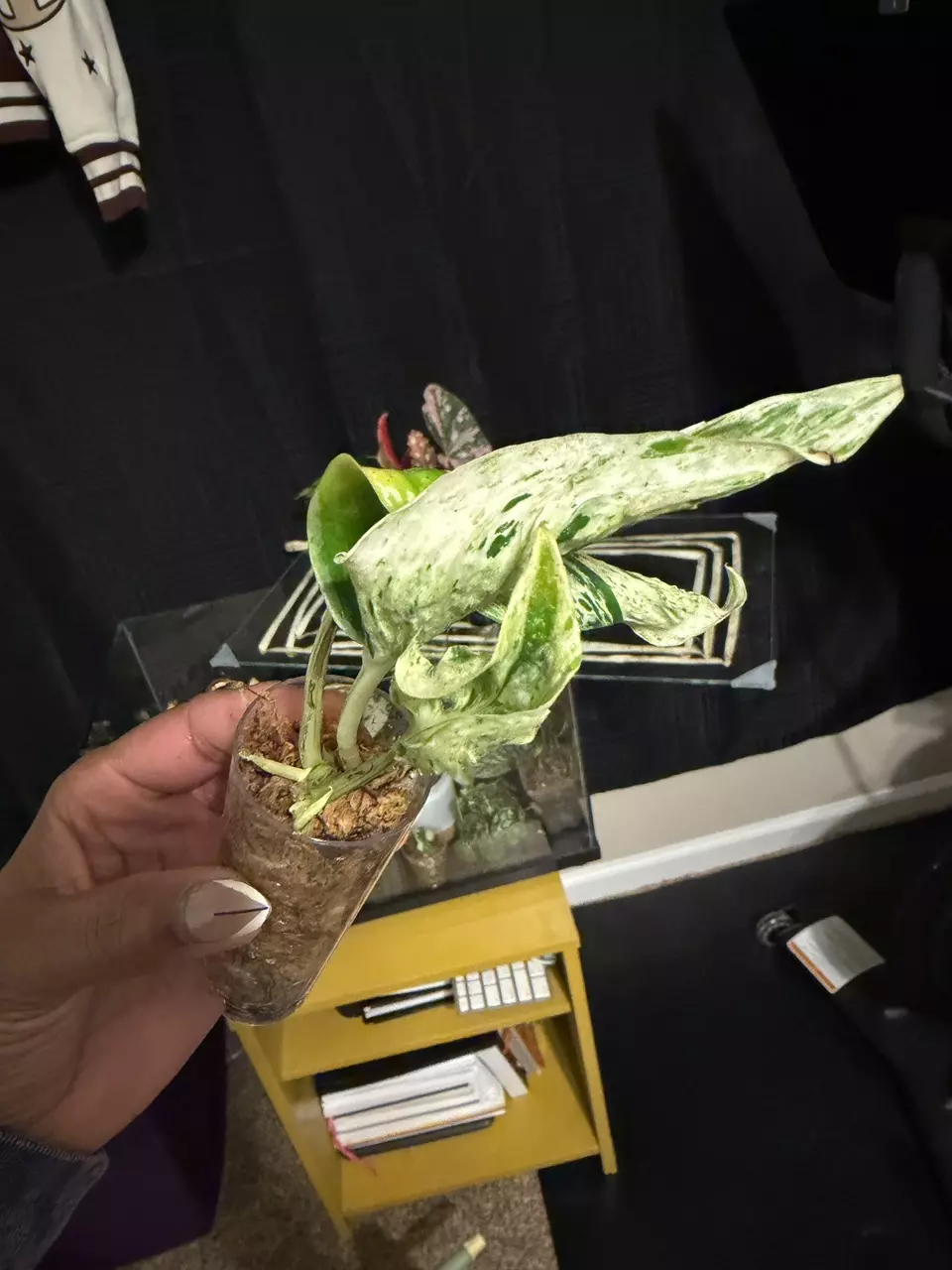 plant/Teruno Love Song-0