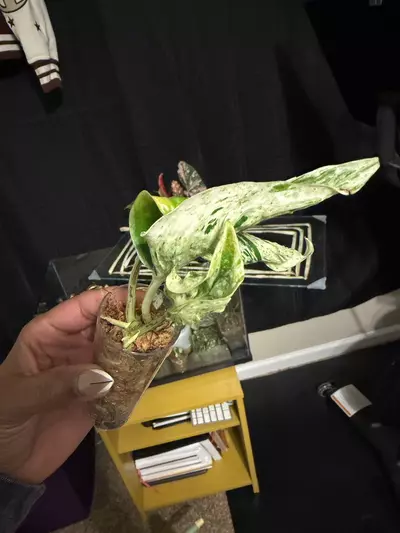 plant/Teruno Love Song-0-thumbnail