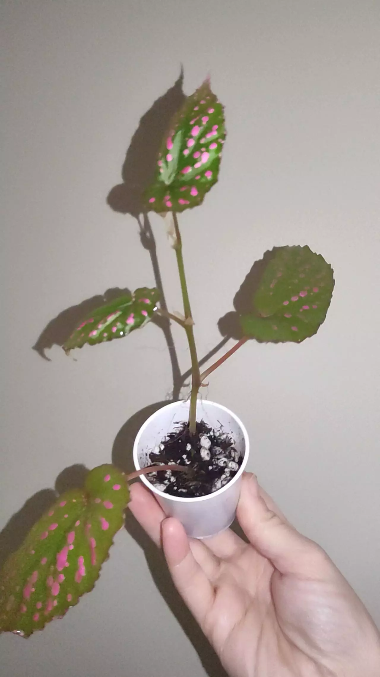plant/Begonia negrosensis-2
