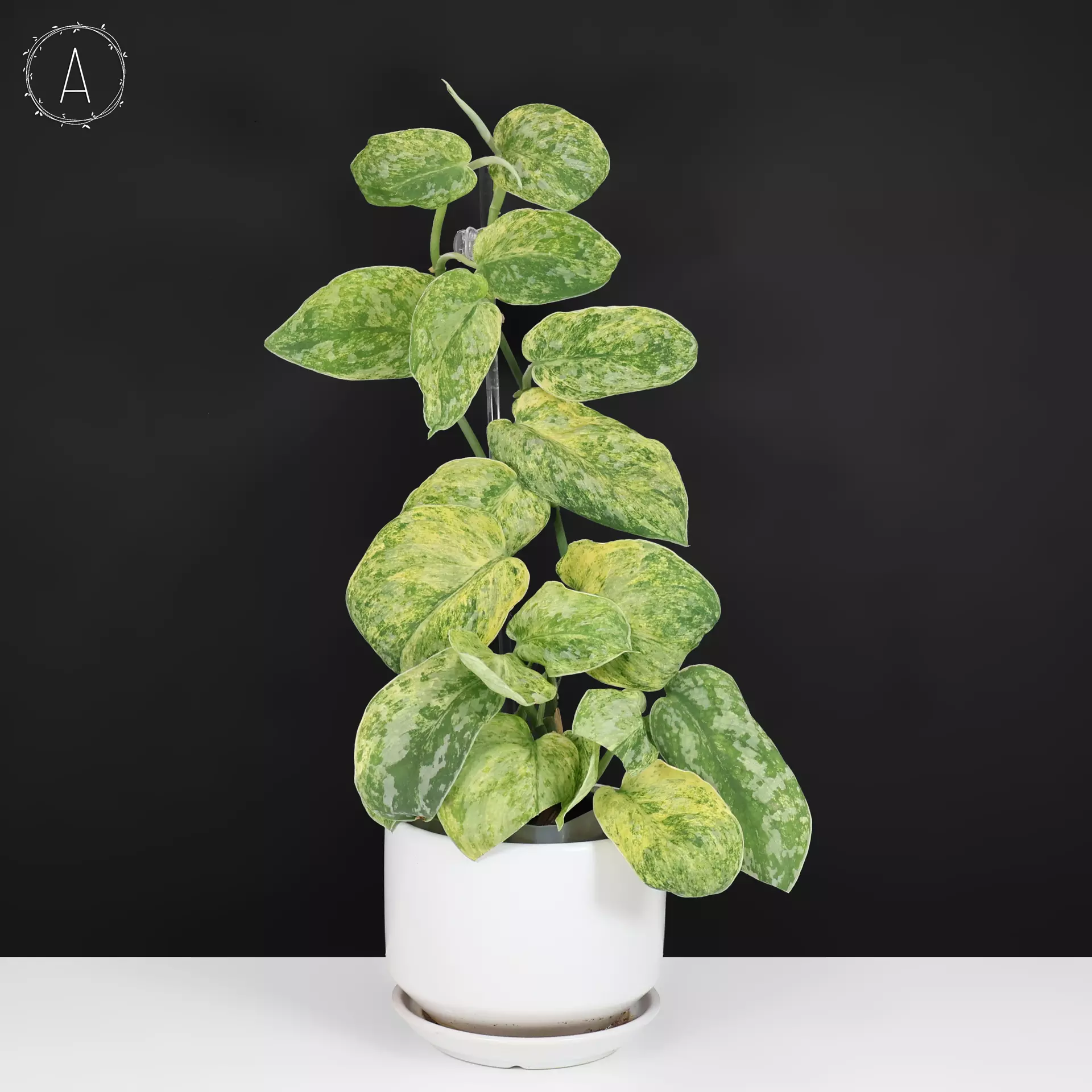 plant/Scindapsus Tembaga (Yellow Lava)-0