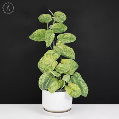 plant/Scindapsus Tembaga (Yellow Lava)-0-thumbnail