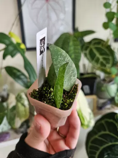 plant/Hoya flagellata-0-thumbnail