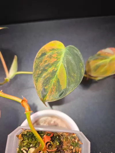 plant/Micans Aurea Variegated-2-thumbnail