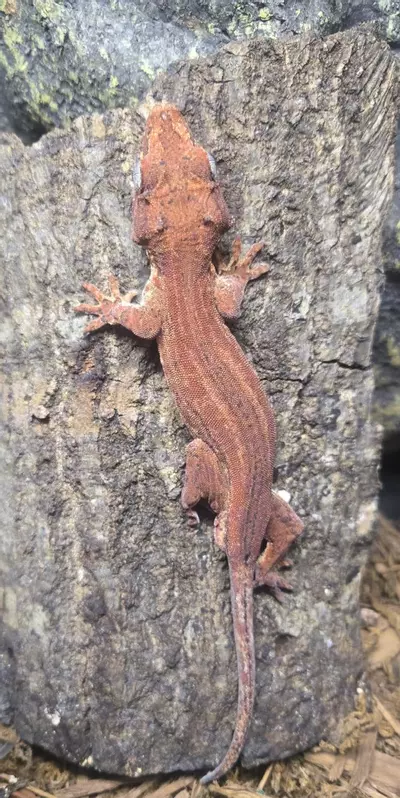 plant/Red Gargoyl Gecko Male-0-thumbnail