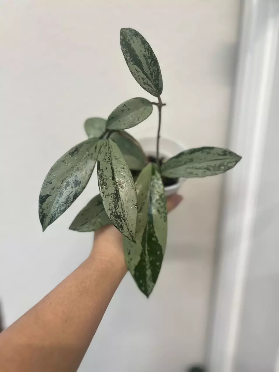 plant/02 Pubicalyx PINK silver ghost-0