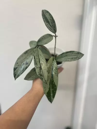 plant/02 Pubicalyx PINK silver ghost-0-thumbnail