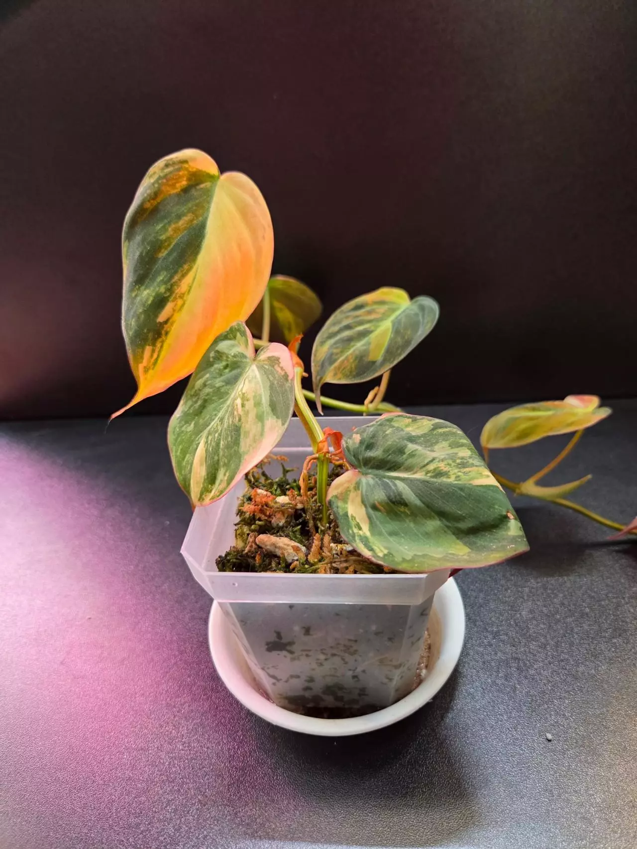plant/Micans Aurea Variegated-0