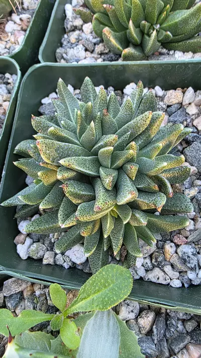 plant/Raibea difformis-0-thumbnail