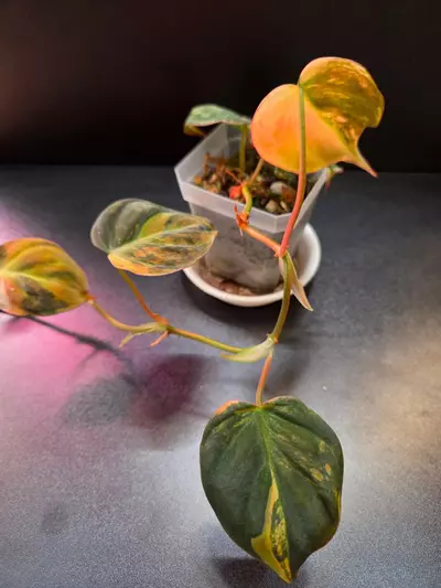 plant/Micans Aurea Variegated-3-thumbnail