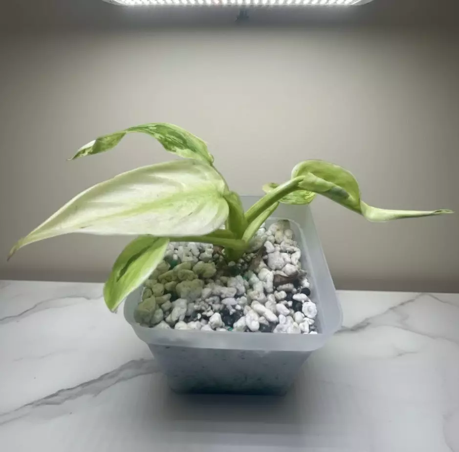 plant/Jose Bueno Variegated Super White-0