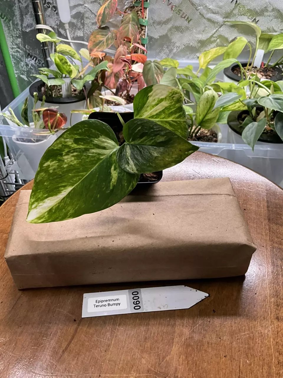plant/0600 Epipremnum Teruno Bumpy-0