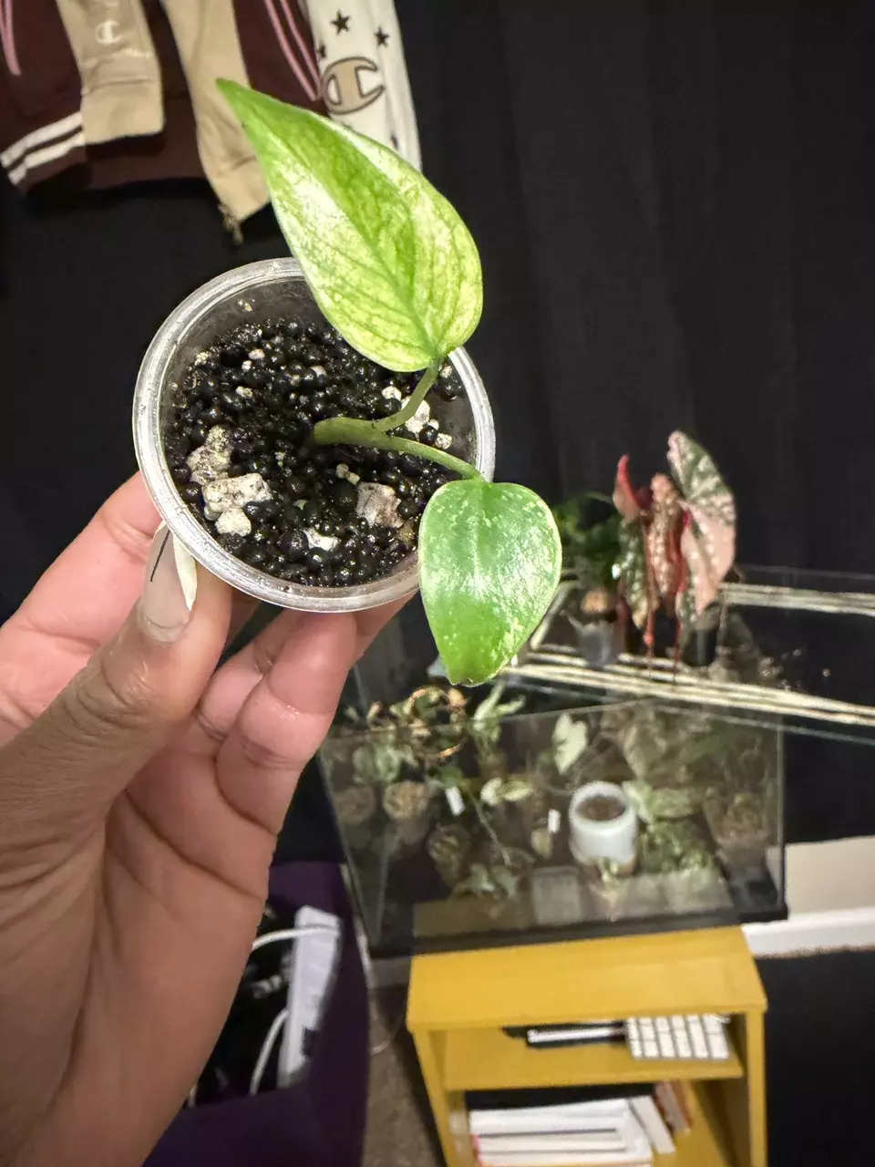 plant/Monstera Mint from TC-1