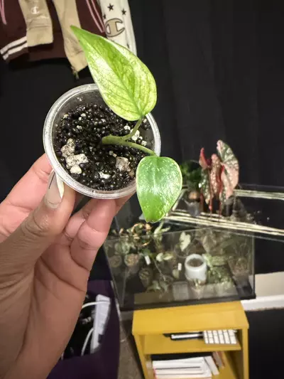 plant/Monstera Mint from TC-1-thumbnail