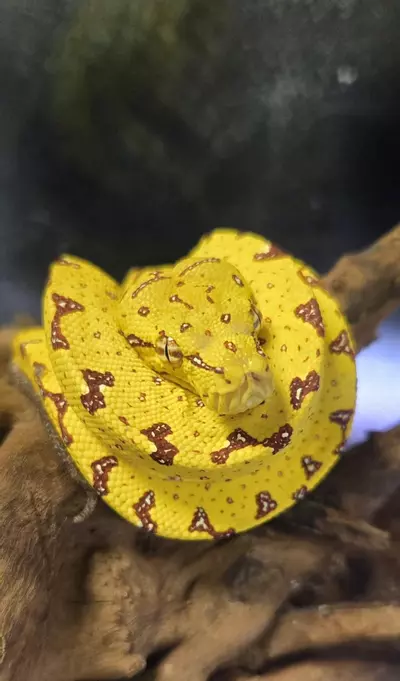 plant/Yellow Biak Green Tree Python Baby - Captive Bred, Healthy & Stunning!-0-thumbnail