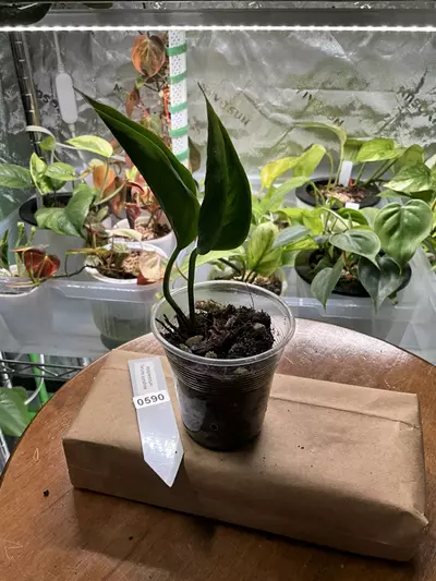 plant/0590 Epipremnum Teruno Sunshine-1-thumbnail