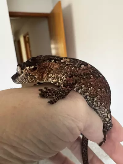 plant/Beautiful red reticulated male gargoyle 47g-1-thumbnail