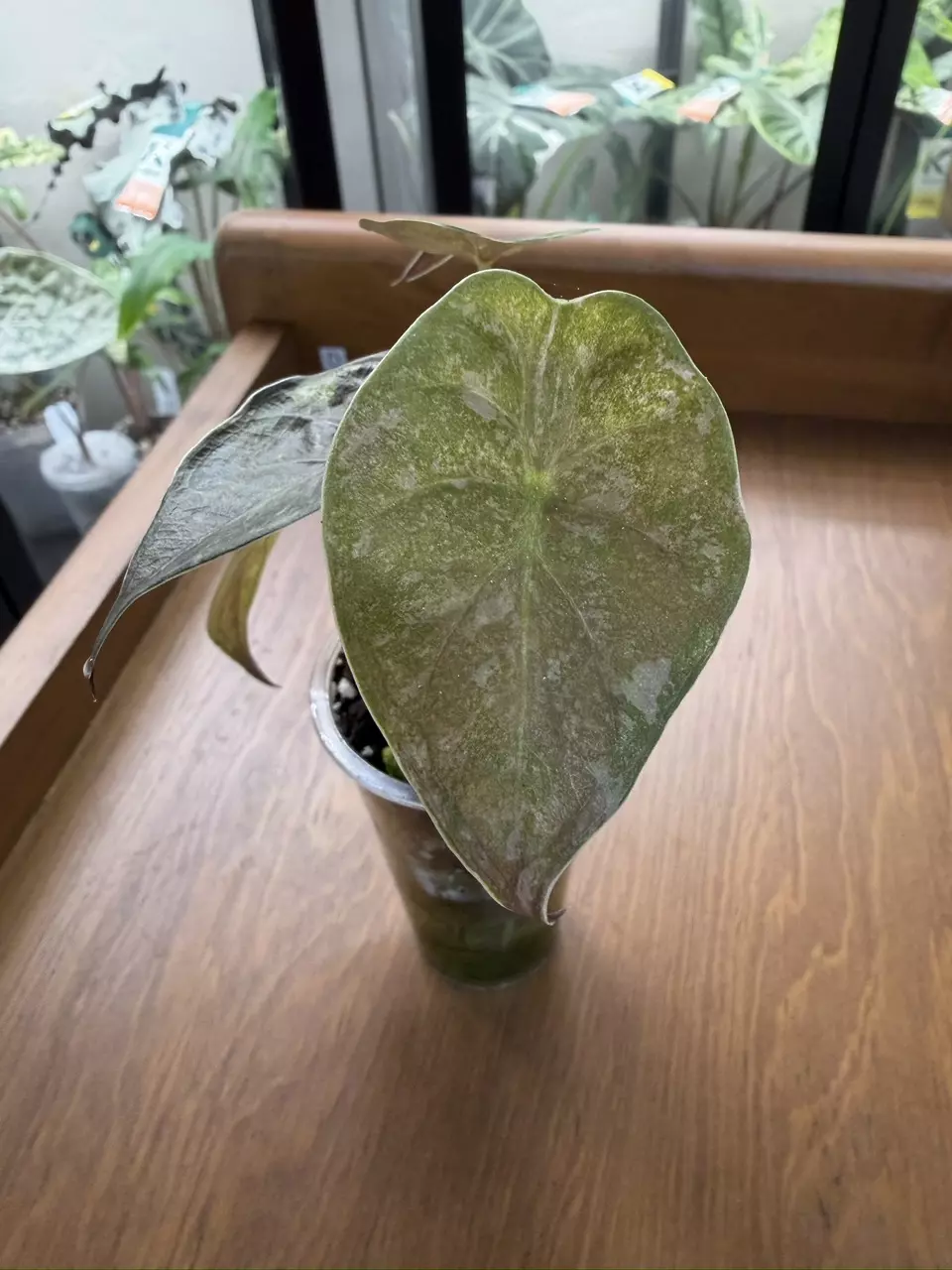 plant/Alocasia-1