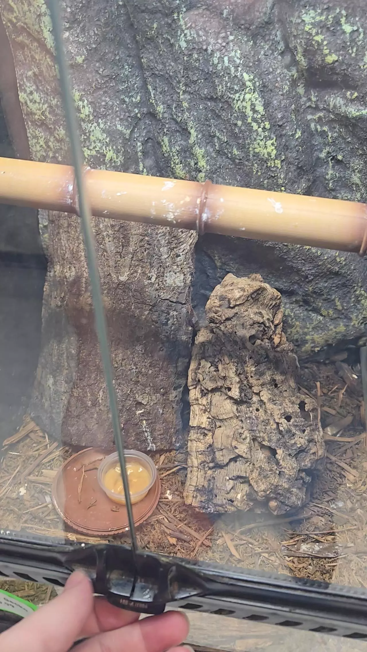 plant/Red Gargoyl Gecko Male-1