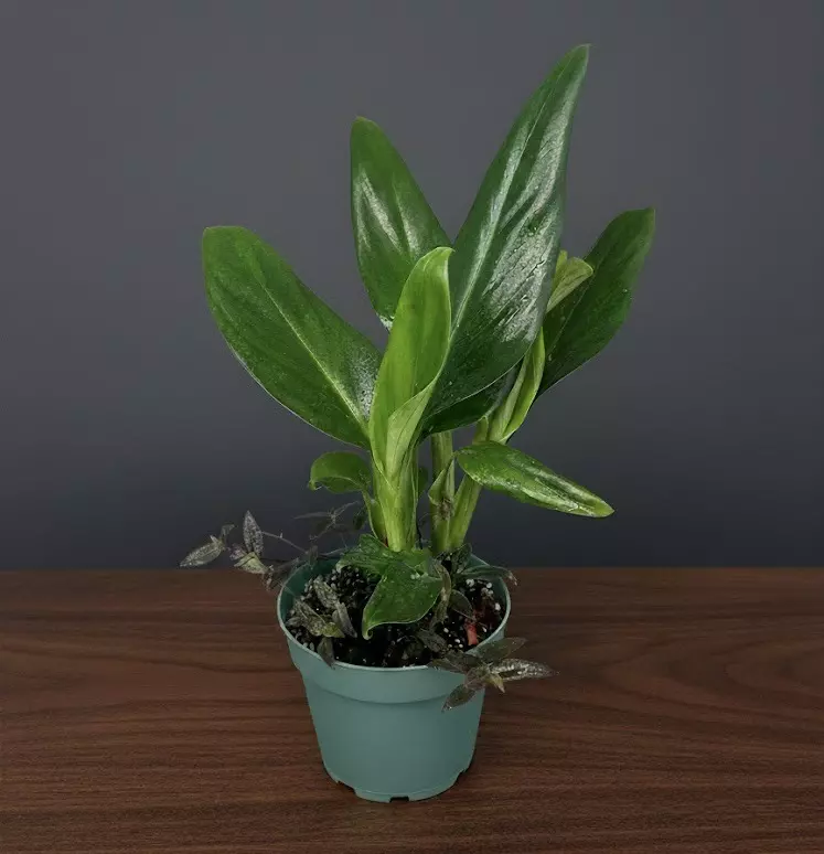 Monstera Cobra 14”