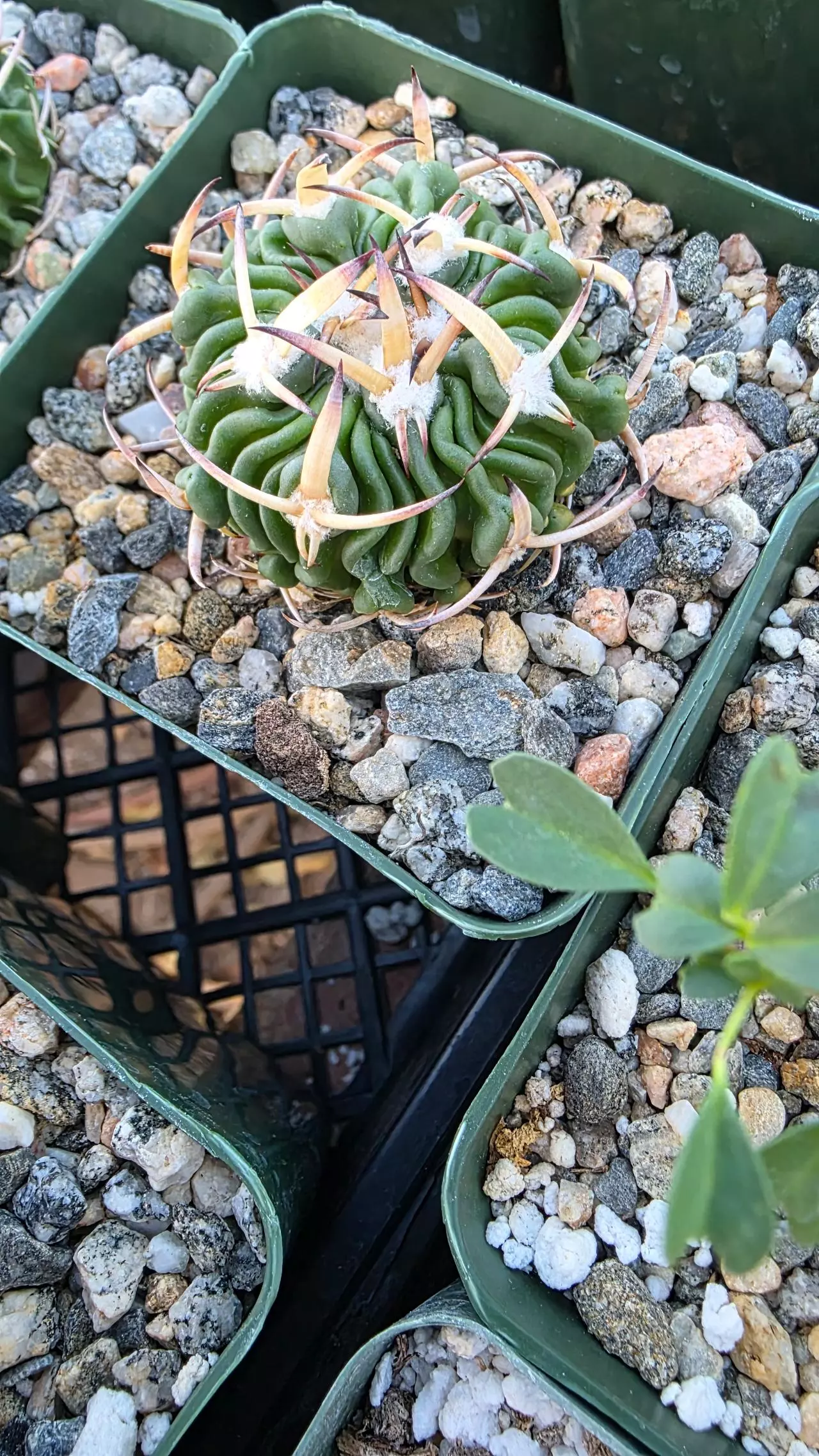 plant/Stenocactus phyllacanthus-0