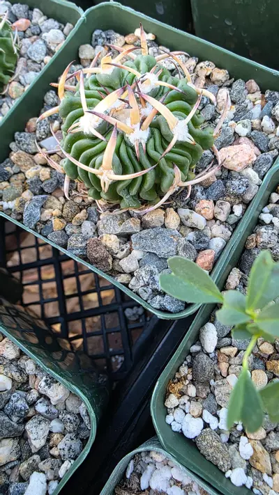 plant/Stenocactus phyllacanthus-0-thumbnail