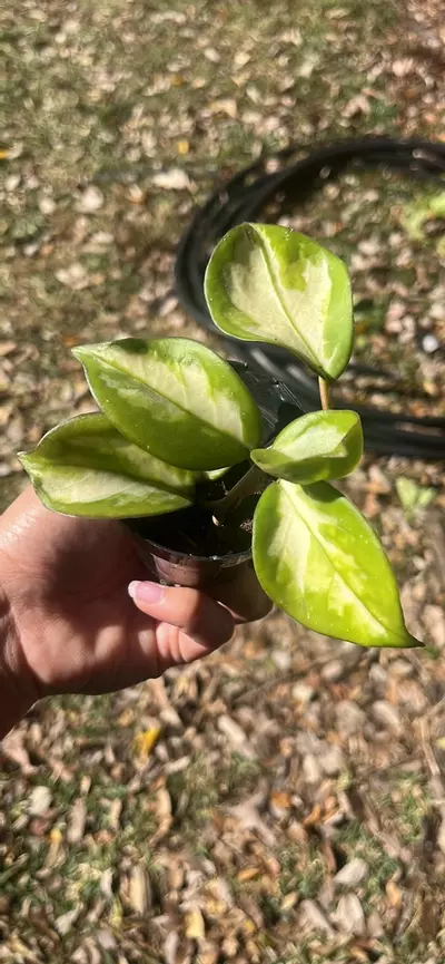 plant/Hoya 🌱-0-thumbnail